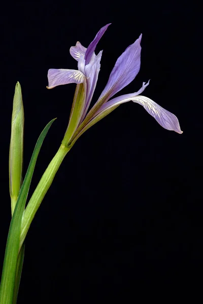 Bela Flor Íris Roxo Fundo Preto — Fotografia de Stock