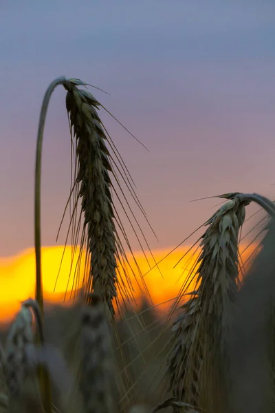 Spighe Grano Nel Campo — Foto Stock