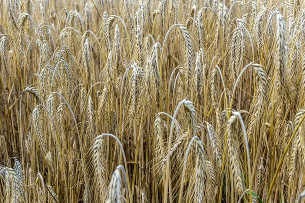 Weizenfeld Landwirtschaft Landwirtschaft — Stockfoto