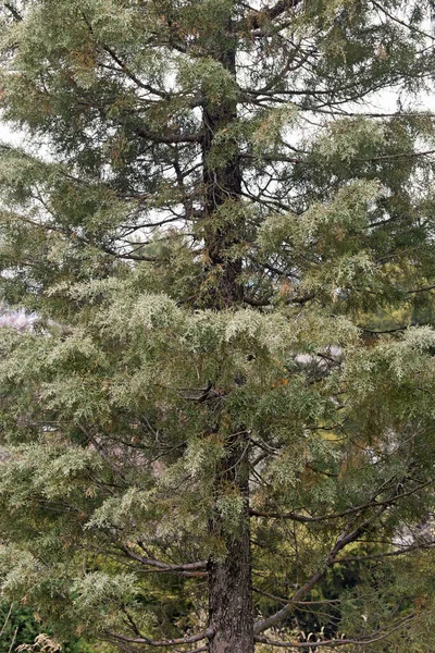 Pino Nella Foresta — Foto Stock