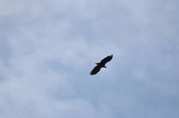 Een Meeuw Die Door Lucht Vliegt — Stockfoto