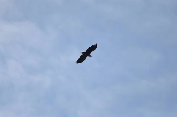 Gökyüzünde Uçan Büyük Bir Kuş Grubu — Stok fotoğraf