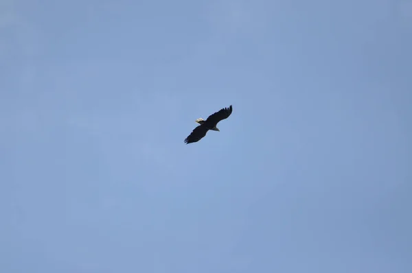 Pássaro Voando Céu — Fotografia de Stock