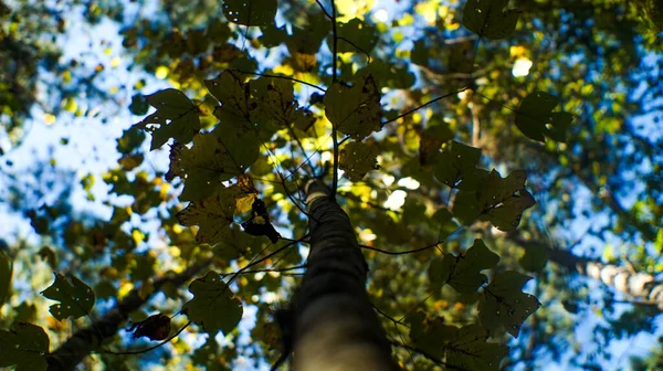 Uma Folha Árvore Bordo Mudando Cores Por Causa Das Estações — Fotografia de Stock