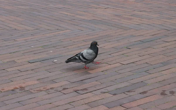 Ein Wilder Taubenvogel Läuft Die Straße Hinunter — Stockfoto