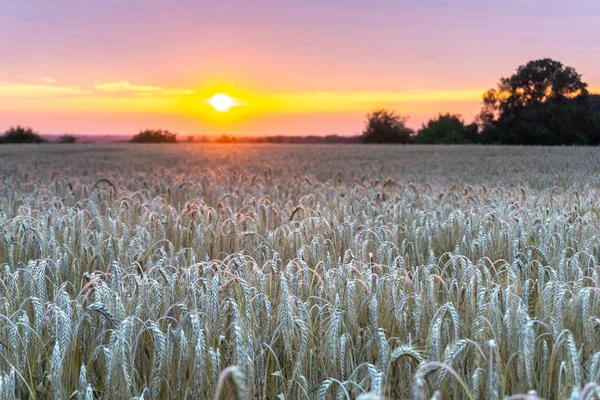 Campo Trigo Puesta Del Sol — Foto de Stock