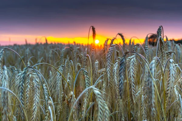 Pšeničná Pole Zemědělství Zemědělství Zemědělská Produkce Sklizeň Obiloviny Slunce — Stock fotografie