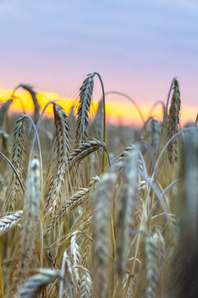 Pšeničné Pole Při Západu Slunce — Stock fotografie