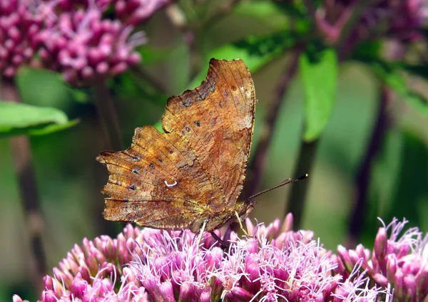 Polygonia Album Vírgula Uma Espécie Borboleta Pertencente Família Nymphalidae Lado — Fotografia de Stock