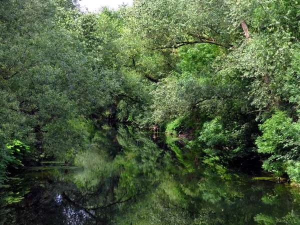 德国北莱茵 威斯特法伦州Arnsberger Wald的Arnsberger自然保护区 位于Arnsberg的Ruhr河的低地河岸森林 向河的另一边望去 树儿倒映在清澈的水中 — 图库照片
