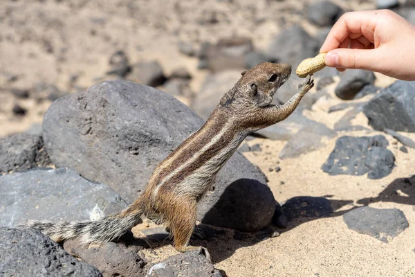 Alimentación Manual Ardilla Terrestre Berbería Atlantoxerus Getulus Fuerteventura Islas Canarias —  Fotos de Stock