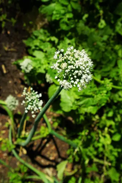 Zwiebelblüte Juli Unter Blauem Himmel — Stockfoto