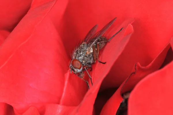 Γκρι Tachinid Μύγα Κάθεται Ένα Κόκκινο Άνθος Τριαντάφυλλου Dinera Grisescens — Φωτογραφία Αρχείου
