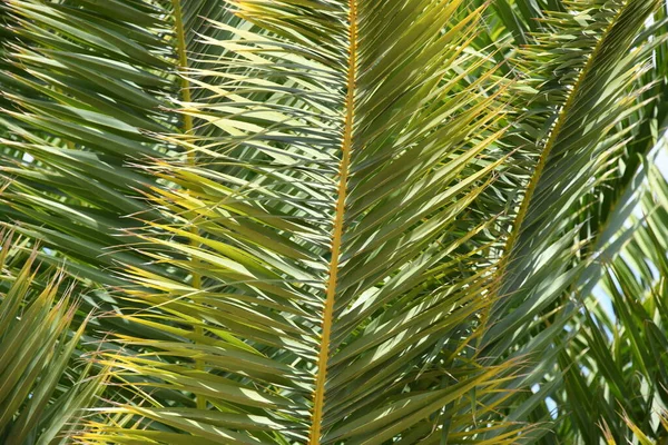 Zelené Palmové Listy Pozadí Moře — Stock fotografie