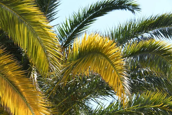 Palmier Aux Feuilles Vertes Sur Fond Ciel Bleu — Photo