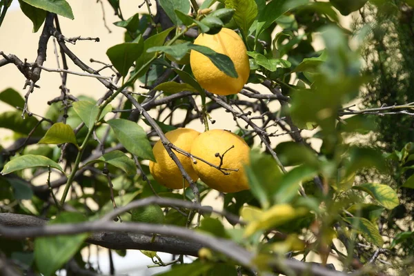 Ώριμο Λεμόνι Ένα Κλαδί Δέντρου — Φωτογραφία Αρχείου