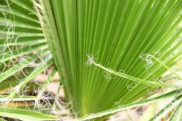 Folhas Verdes Flora Folhagem — Fotografia de Stock