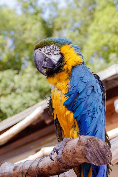 Egy Kék Sárga Arapagáj Portréja Egy Ágon — Stock Fotó