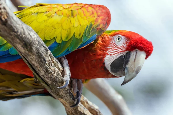 Macaw Colorato Ramo — Foto Stock