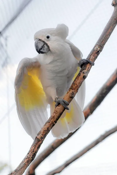 Žlutý Chocholatý Kakadu Větvi — Stock fotografie