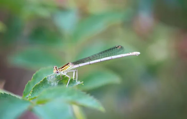 Portret Van Een Libel Zygoptera Watermeisje Zijn Van Libellen — Stockfoto