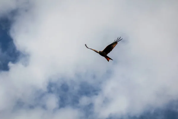 Portrait, flight study of a red kite in the sky.