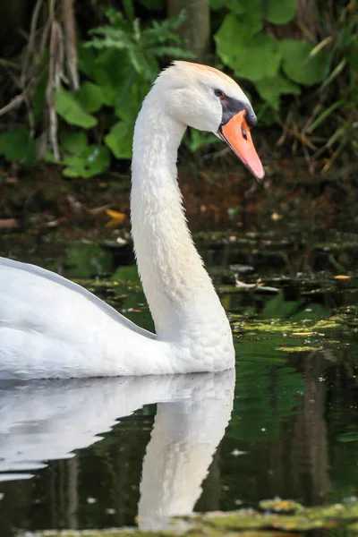 Retrato Hermoso Cisne Mudo Blanco Agua —  Fotos de Stock