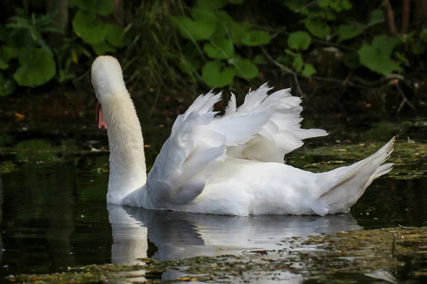 Портрет Красивого Белого Немого Лебедя Воде — стоковое фото