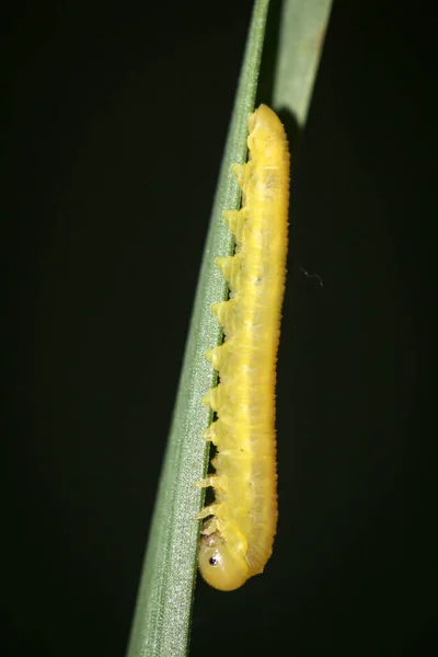 Желтая Гусеница Травинке Цикл Жизни Бабочек — стоковое фото
