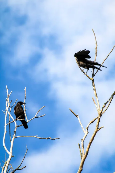 Κοράκια Κοράκια Πουλιά Κάθονται Ένα Νεκρό Δέντρο — Φωτογραφία Αρχείου