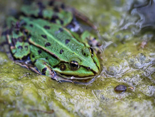 Portrait of a green pond frog on the edge of a body of water.