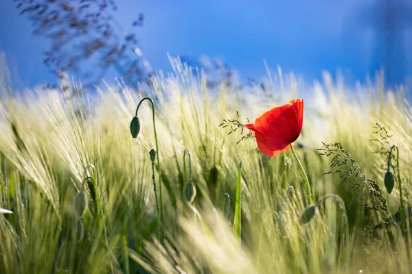 Flores Papoula Vermelha Campo — Fotografia de Stock