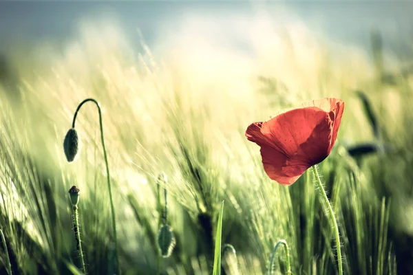 Flor Papoula Vermelha Campo — Fotografia de Stock