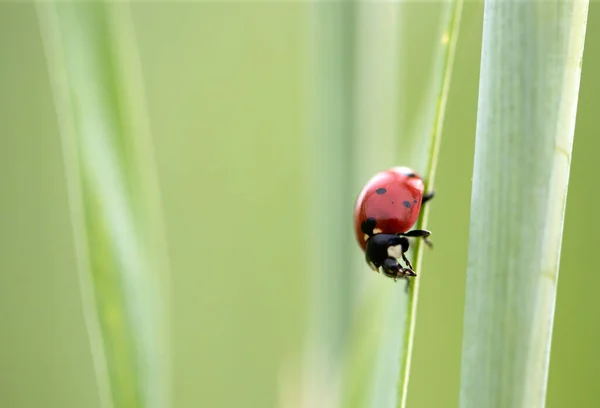 Macro Joaninha Uma Lâmina Grama Sol Manhã — Fotografia de Stock