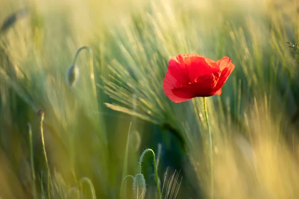 Hermosas Flores Amapola Roja Campo — Foto de Stock