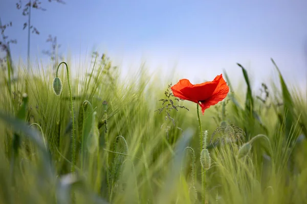 Flores Papoula Vermelha Campo — Fotografia de Stock