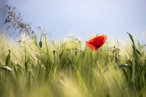 Lindas Flores Papoula Vermelha Campo — Fotografia de Stock