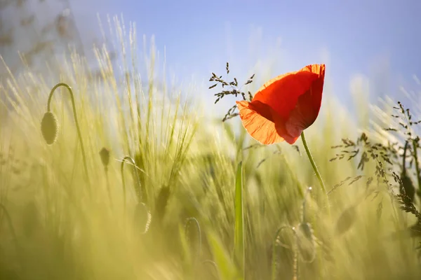 Lindas Flores Papoula Vermelha Campo — Fotografia de Stock