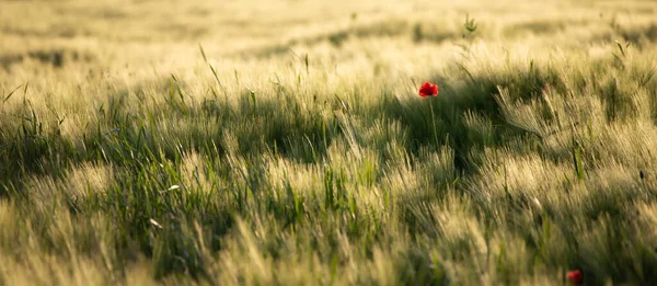 Smuk Udsigt Naturen Scene - Stock-foto