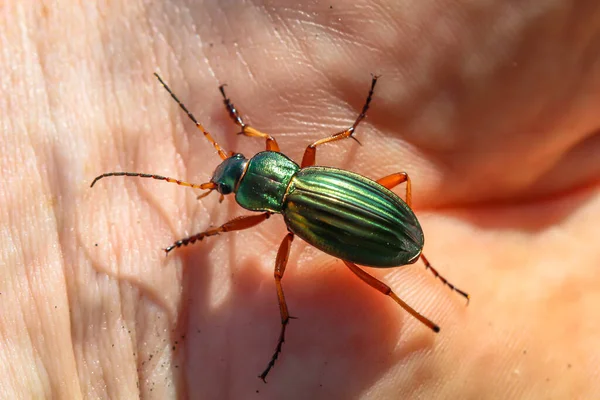 地甲虫的宏观 地甲虫 Carabus Auratus又称金匠 是地甲虫中的一种 — 图库照片