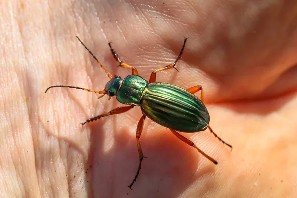 Macro Scarabée Sol Scarabée Sol Carabus Auratus Aussi Appelé Orfèvre — Photo