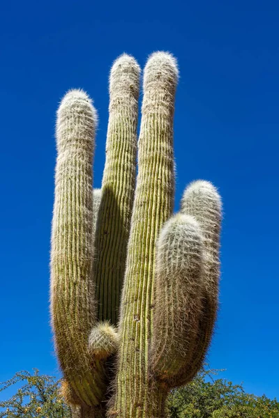 Kaktus Der Wüste — Stockfoto