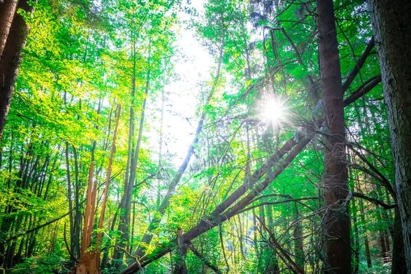 Bosque Verde Por Mañana —  Fotos de Stock