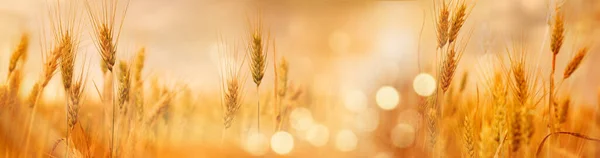 Поле Пшеницы Светло Золотого Цвета Крупный План Небольшой Глубиной Резкости — стоковое фото