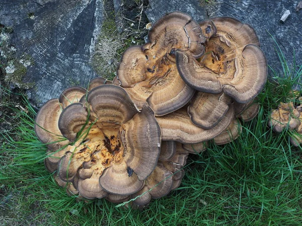 Funghi Nel Bosco — Foto Stock