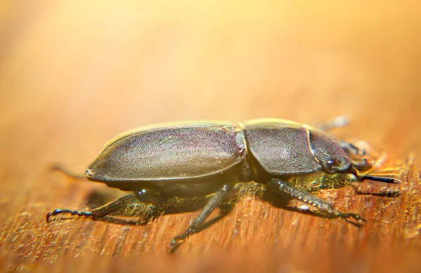 Primer Plano Retrato Escarabajo Ciervo Femenino —  Fotos de Stock