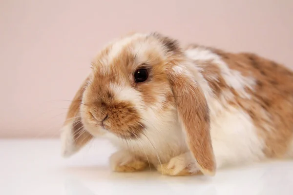 Photo Shoot Young Dwarf Rabbit — Stock Photo, Image