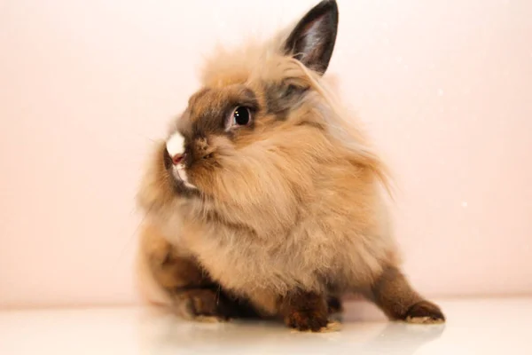 Фотосессия Молодым Карликовым Кроликом — стоковое фото