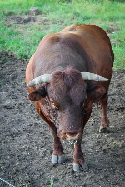 Cattle Cows Graze Pasture Paddock — Stock Photo, Image