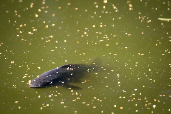 Een Vis Karper Zwemt Het Vlak Van Een Waterplas — Stockfoto